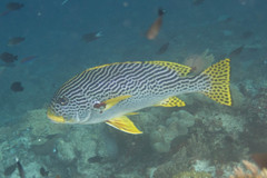 Plectorhinchus lineatus
