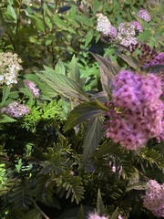 Spiraea
