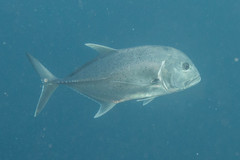Caranx ignobilis