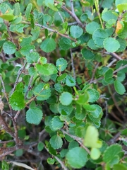 Betula nana