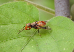 Valonia