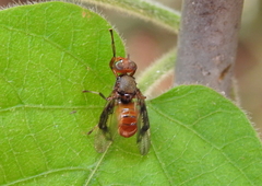 Valonia