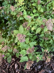 Spiraea
