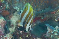 Coradion chrysozonus