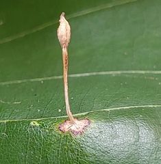 Andricus chinquapin