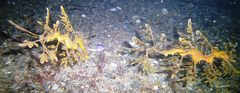 Phycodurus eques