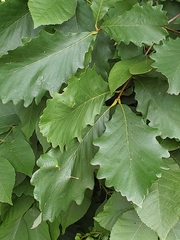 Andricus chinquapin