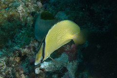 Chaetodon citrinellus