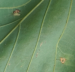 Andricus chinquapin