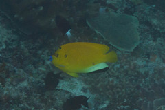 Apolemichthys trimaculatus