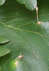 Andricus chinquapin