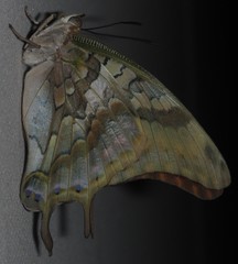 Charaxes candiope