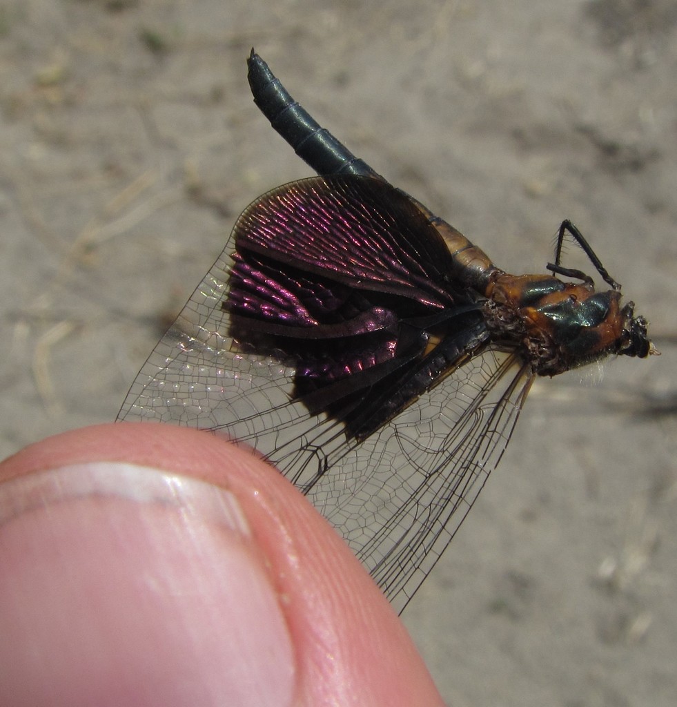 Phantom Flutterer