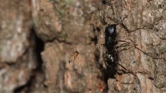 Apocephalus coquilletti