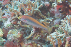 Stethojulis interrupta