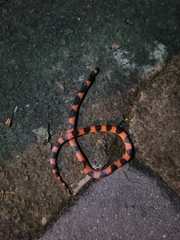 Geophis semidoliatus