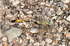 Phanogomphus militaris