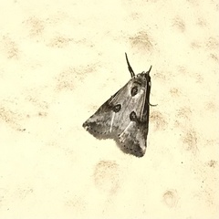 Zebeeba falsalis