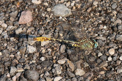 Phanogomphus militaris