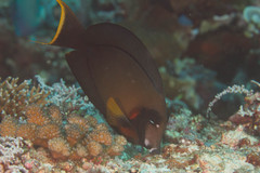 Acanthurus pyroferus