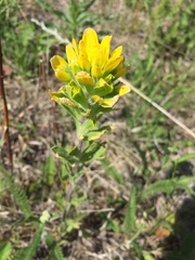 Castilleja coccinea