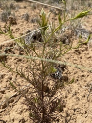 Cordylanthus wrightii