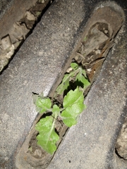 Tracheophyta