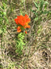 Castilleja coccinea