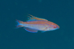 Paracheilinus filamentosus