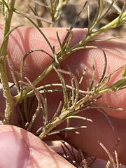 Cordylanthus wrightii