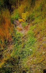 Fimbristylis dichotoma ochotensis