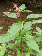 Impatiens glandulifera