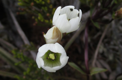 Gentianella montana montana