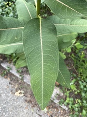 Asclepias syriaca