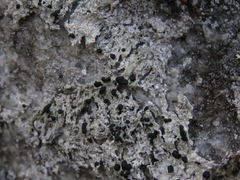 Tephromelataceae
