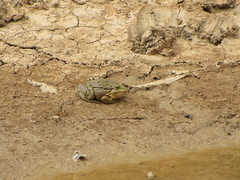 Pelophylax kurtmuelleri