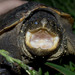 South American Snapping Turtle - Photo (c) Camilo Hdo, some rights reserved (CC BY-NC-ND)