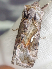 Autographa pseudogamma