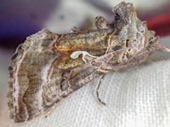 Autographa pseudogamma