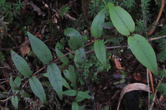 Metrosideros parkinsonii