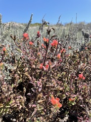 Castilleja latifolia