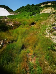 Fimbristylis dichotoma ochotensis