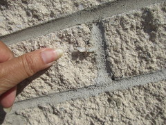 Parapoynx badiusalis