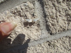 Parapoynx badiusalis