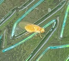 Chyromyidae