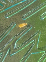 Chyromyidae