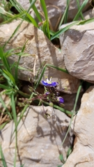 Veronica syriaca