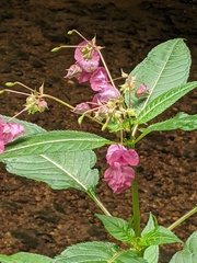 Impatiens glandulifera
