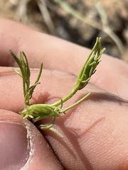 Cordylanthus wrightii