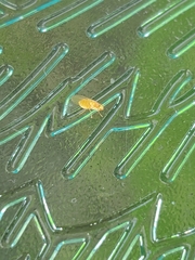 Chyromyidae